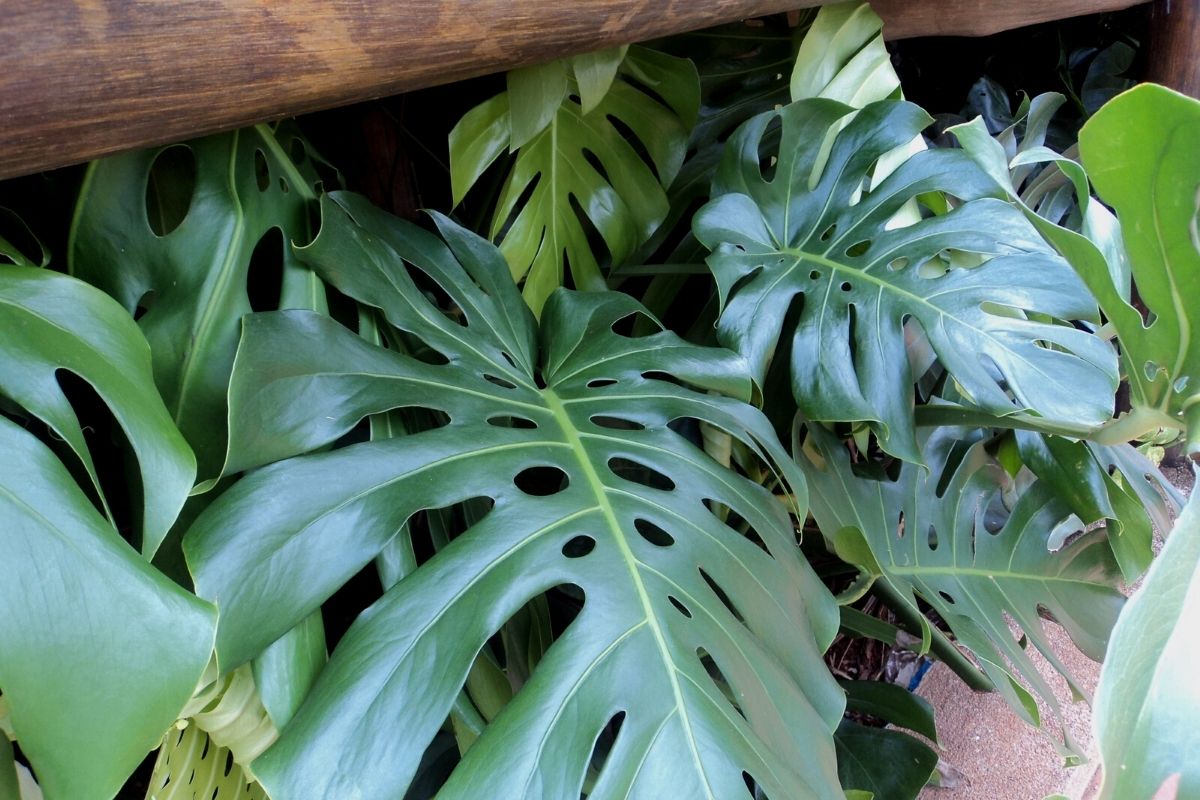 Como cultivar Costela de Adão em ambiente interno