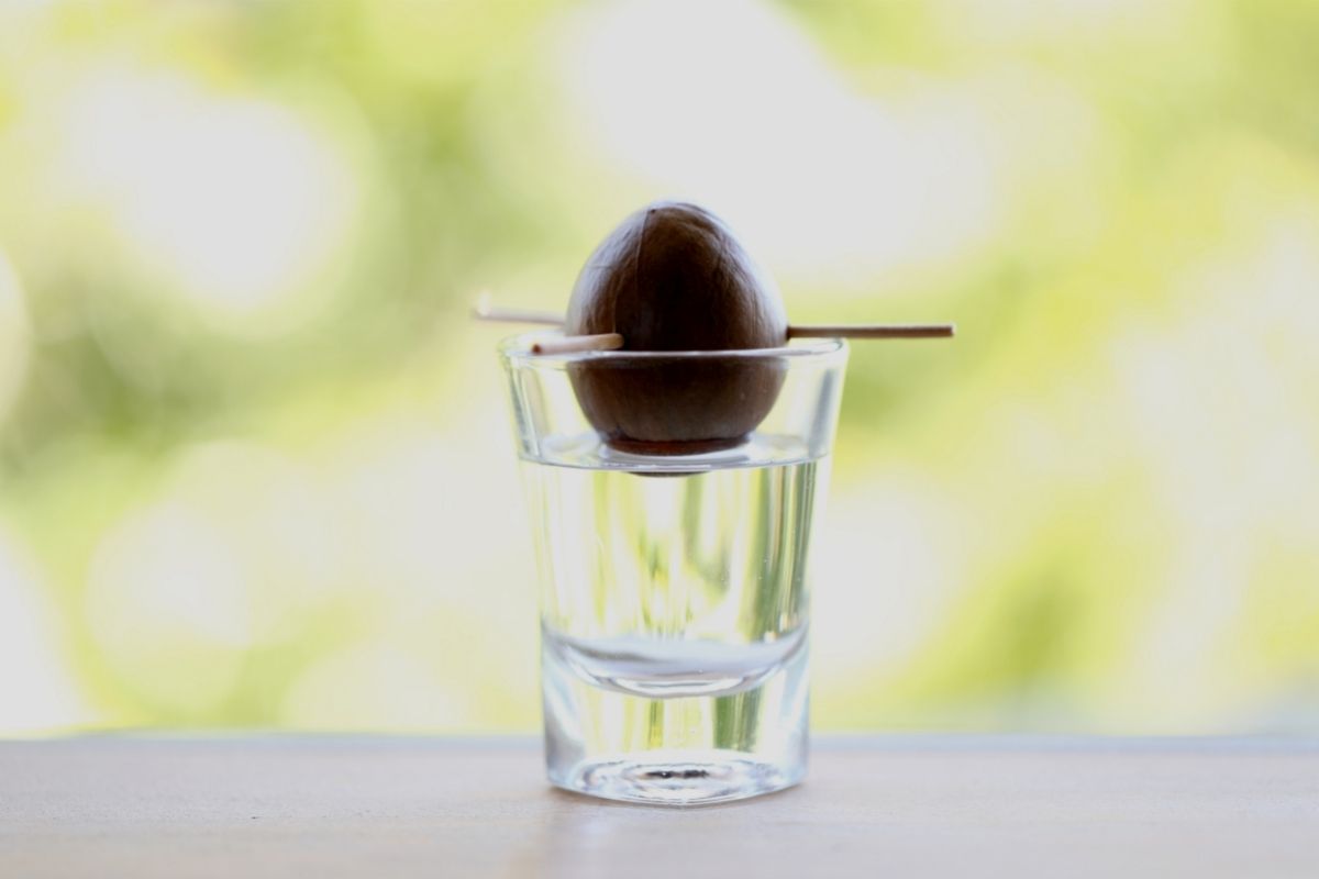 Como fazer germinar um caroço de abacate