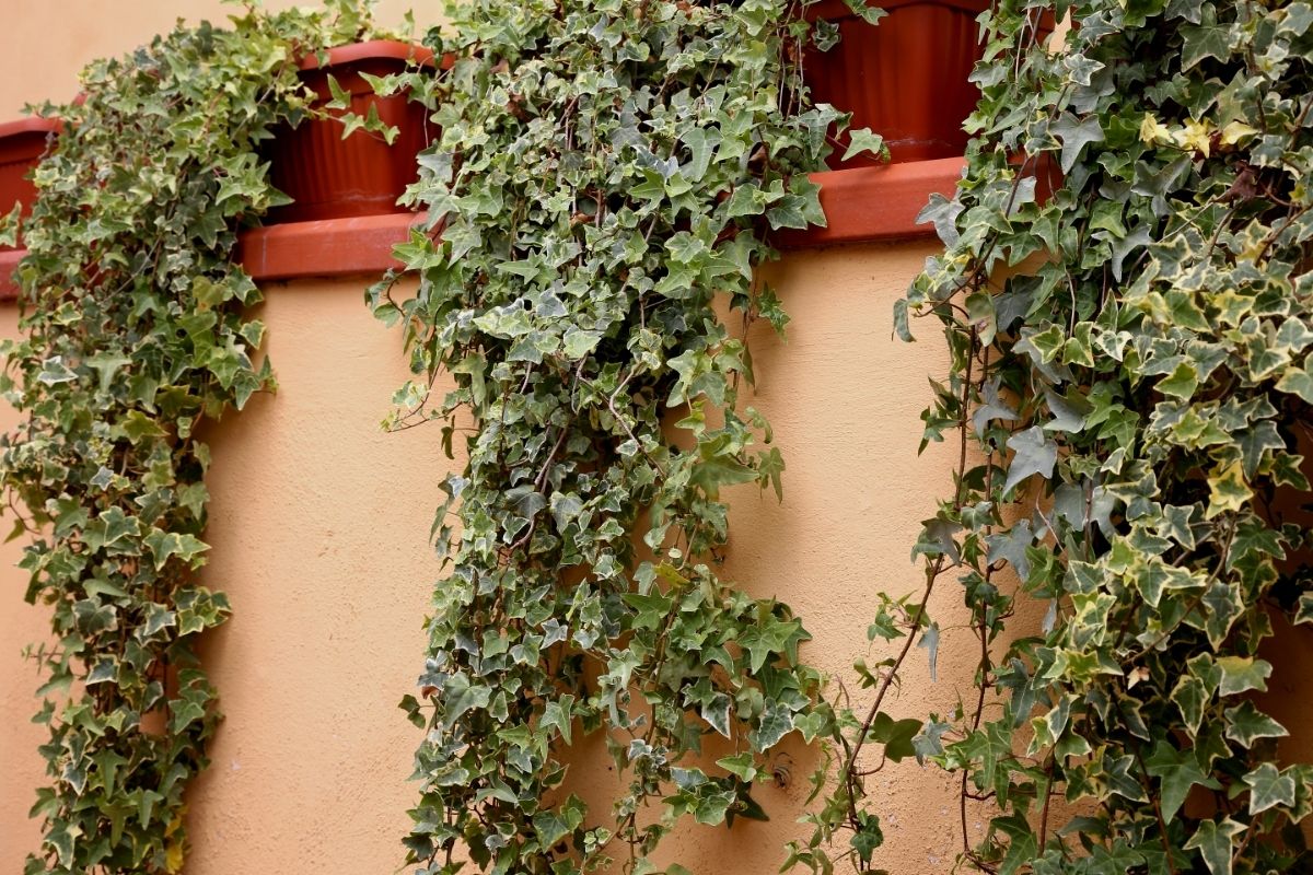 Passo a passo para ter Heras lindas e deslumbrantes