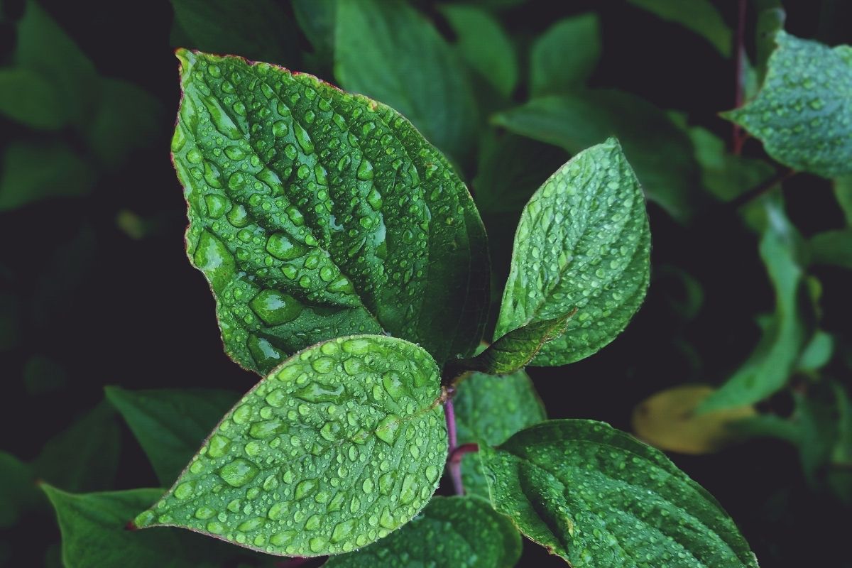 Hortelã não vai para frente