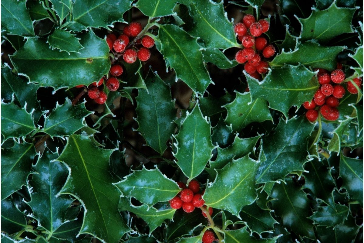 Frutinhas venenosas: Reprodução Canva Pró