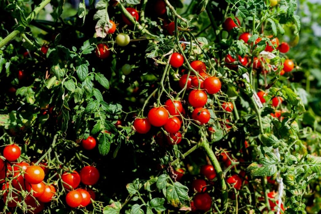 Como Germinar Sementes De Tomate Fa A De Maneira Simples E F Cil