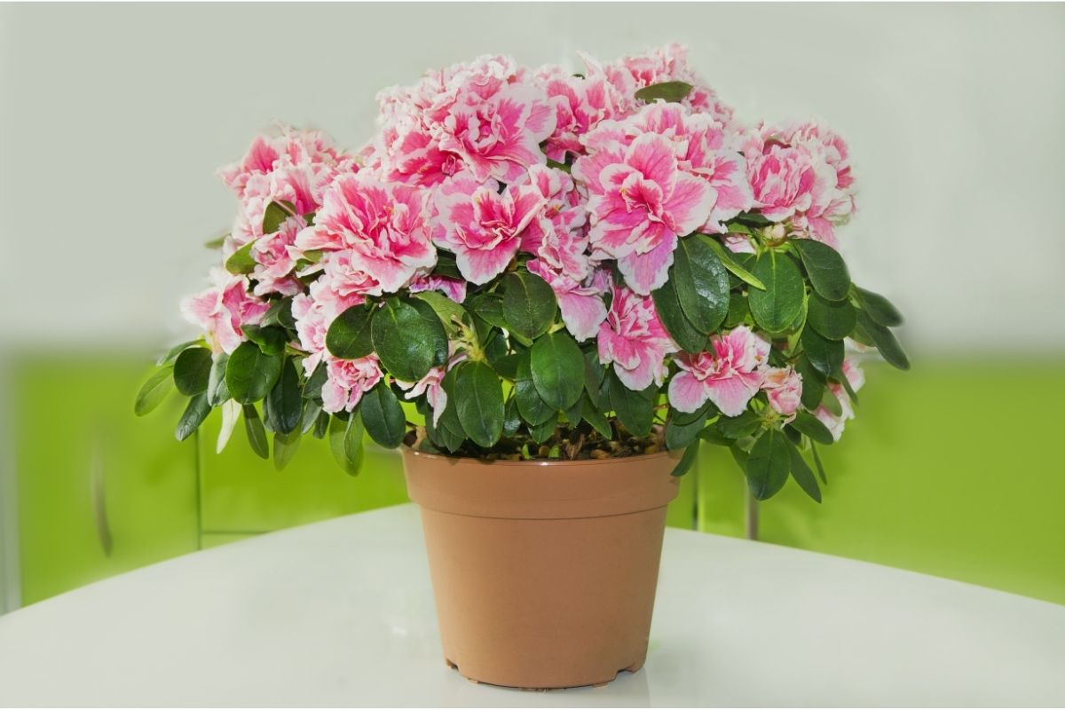 3 plantas perigosas para os pets