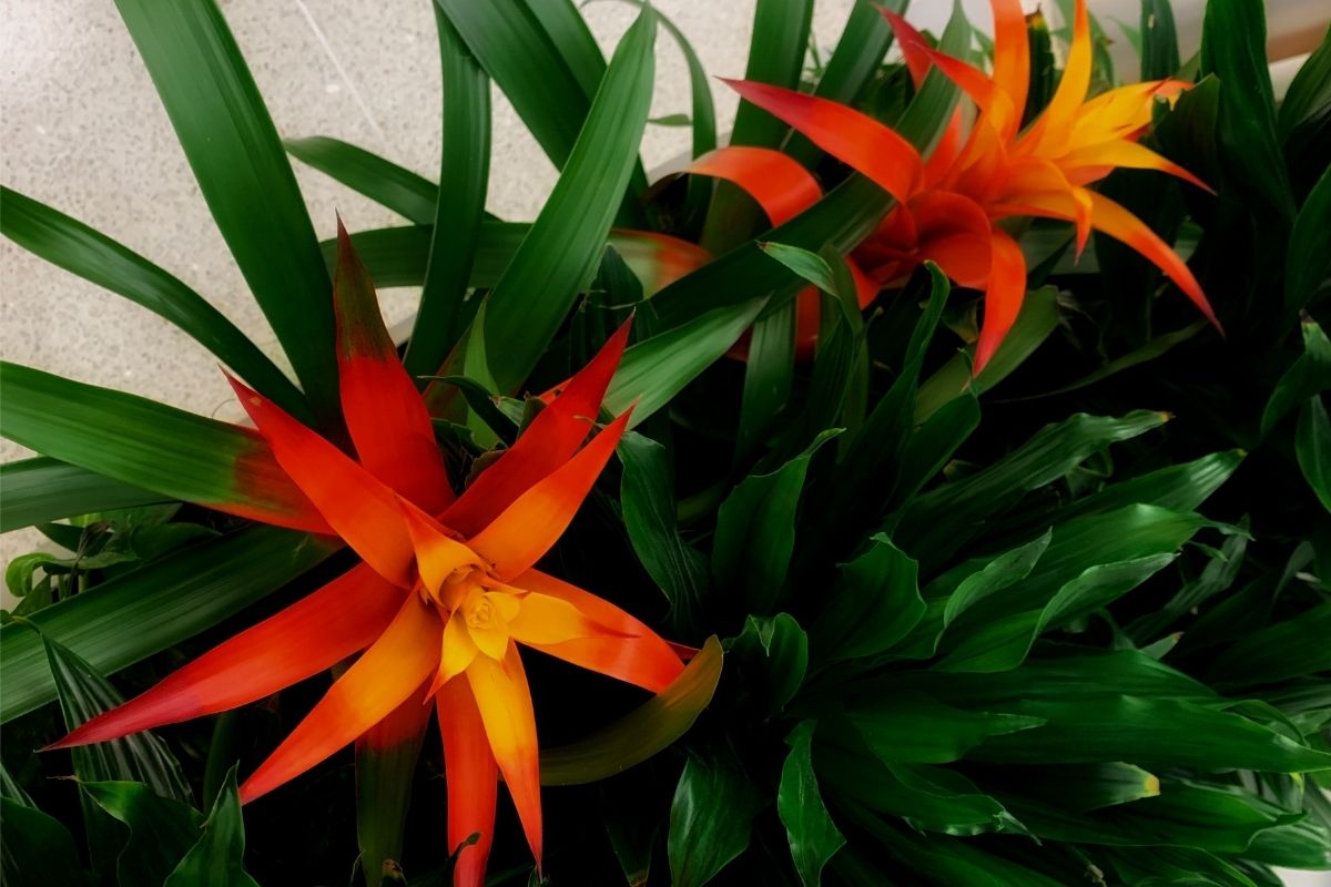 Os segredos das belas bromélias