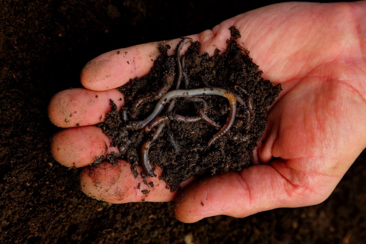 Como atrair minhocas para o jardim
