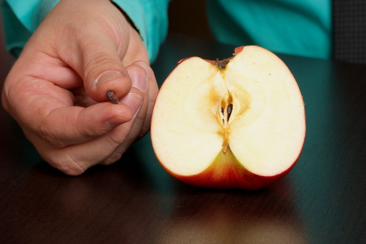 Germinar sementes de maçã