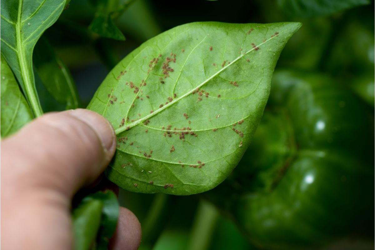 O pulgão pegou de jeito