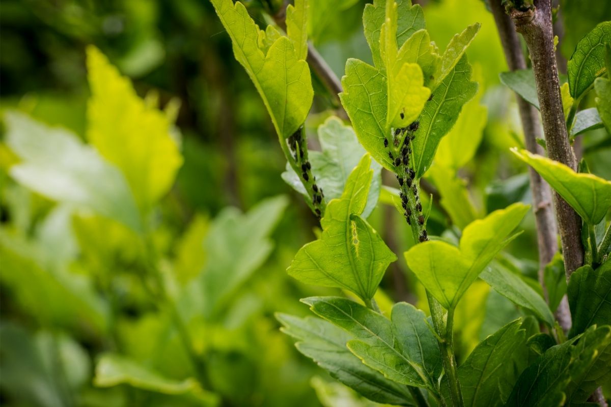 O pulgão pegou de jeito? Calma, tem solução: veja como resolver