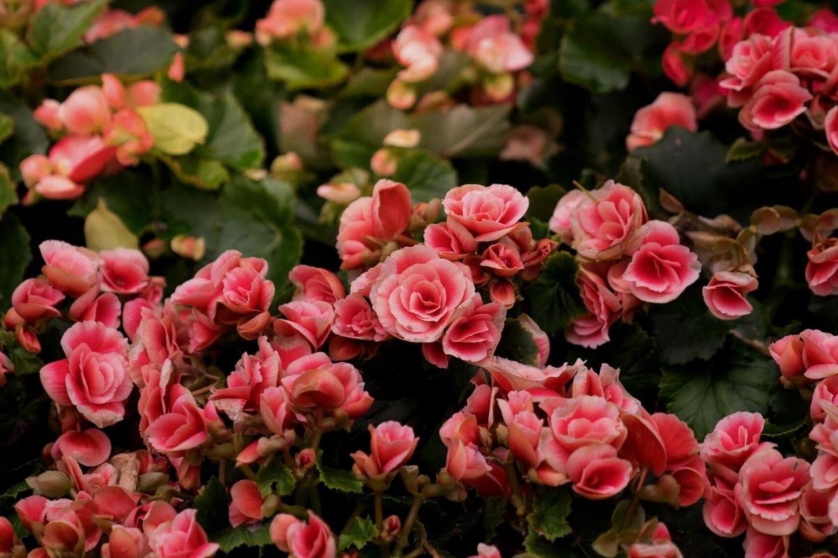 Como fazer begônia florir
