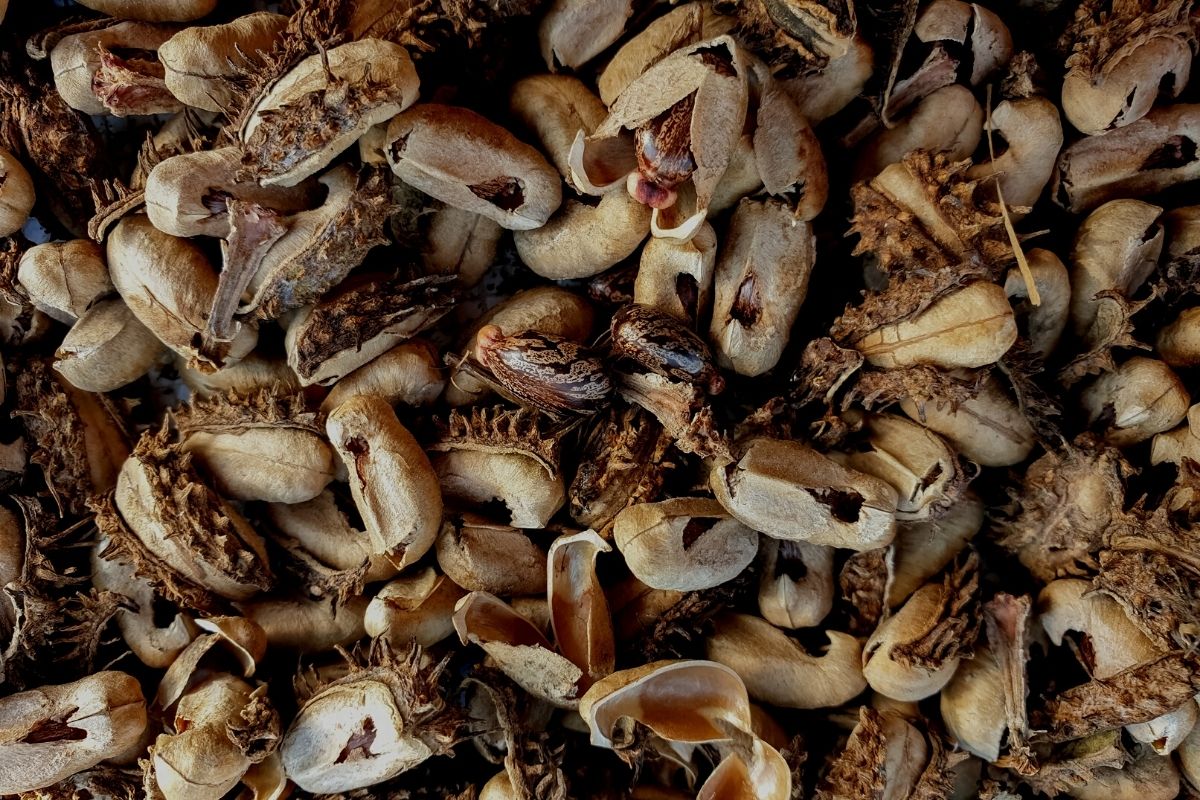 Para o que serve a torta de mamona no jardim