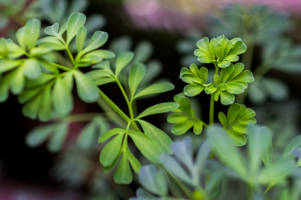 Plantas morrem com energia negativa?