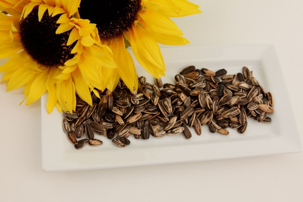 Como germinar sementes de girassol
