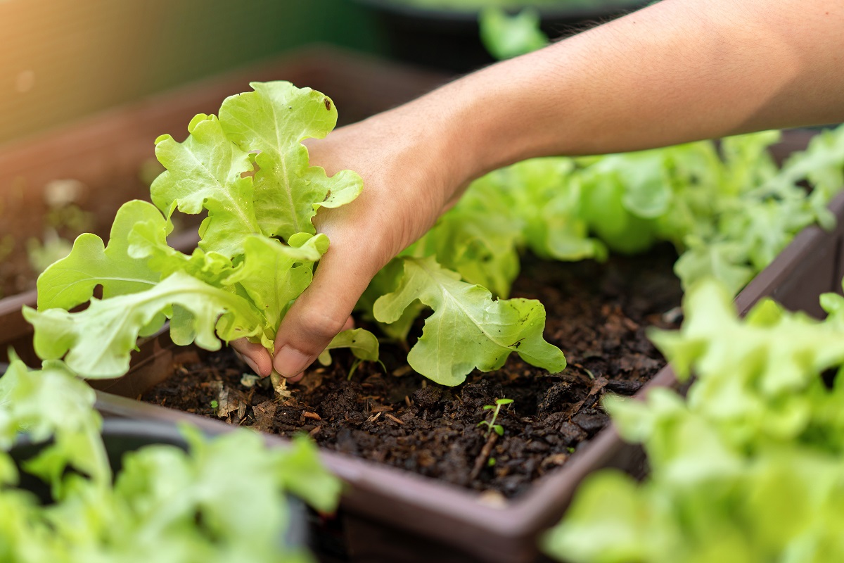 Dicas para fazer sua horta em casa - Reprodução AdobeStock Segredos para cultivar orgânicos na sua casa