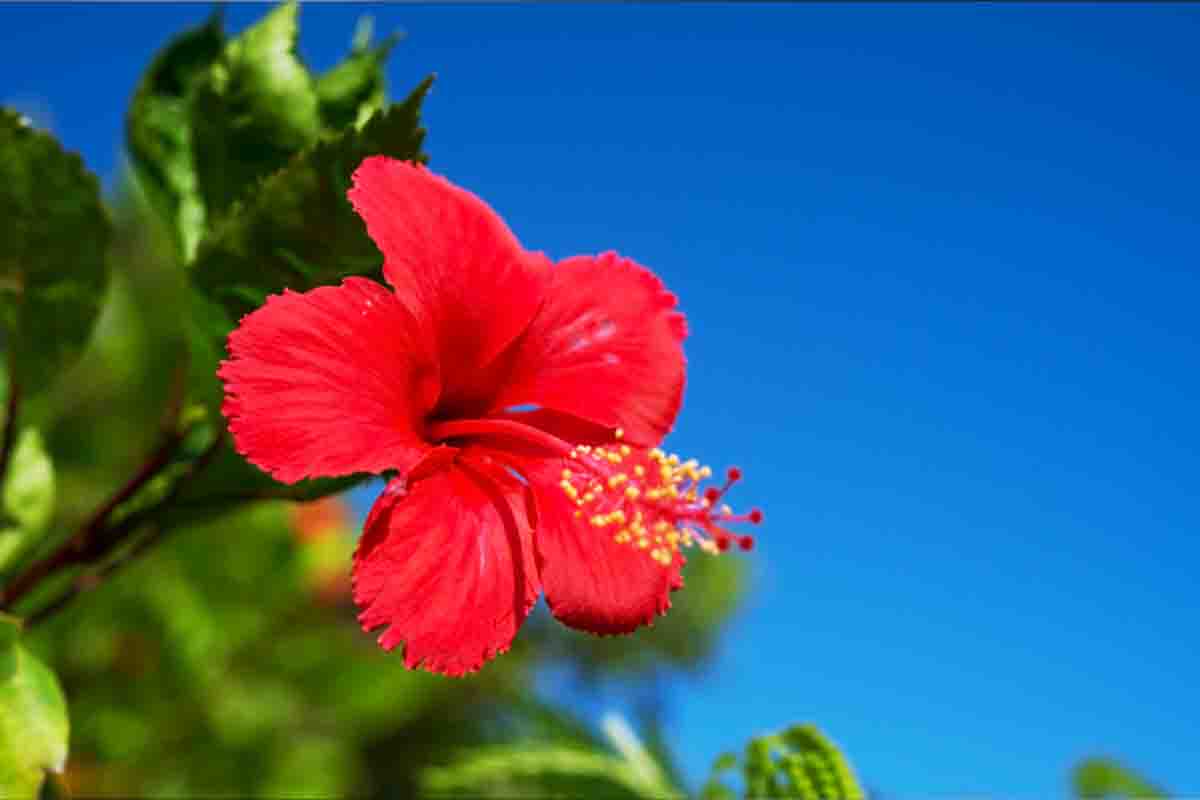 Dicas sobre hibisco - Reprodução Canva