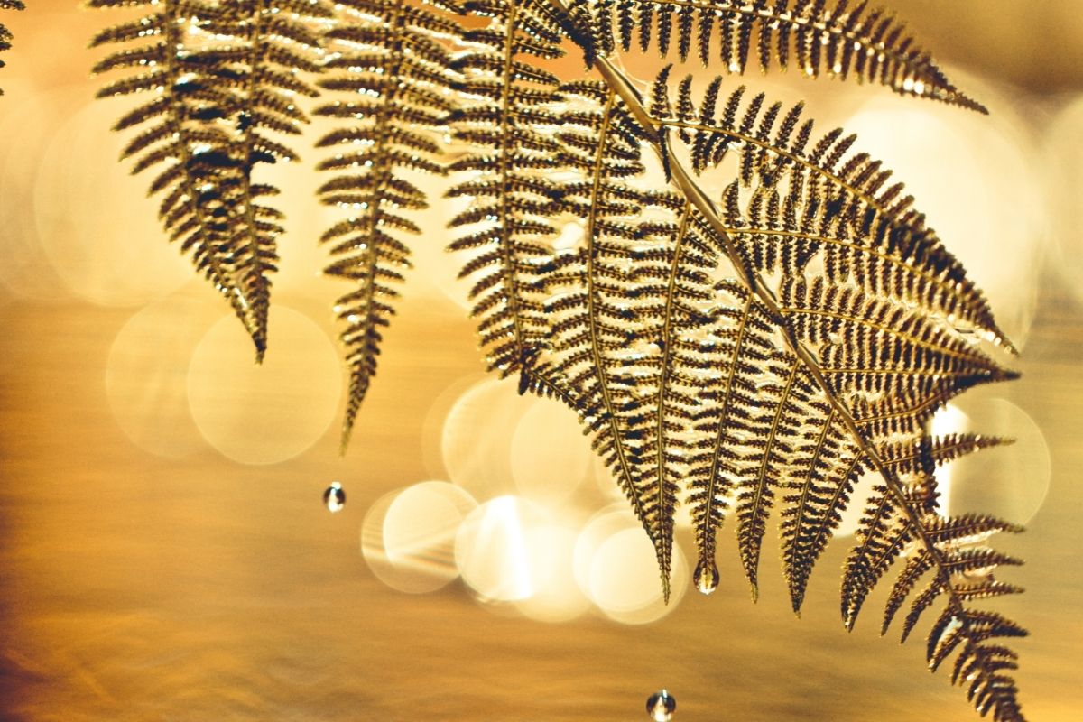 Guia completo sobre como cuidar de uma samambaia5