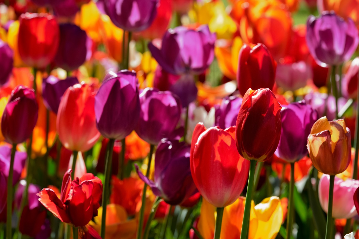 Melhores regiões para tulipas - Reprodução AdobeStock