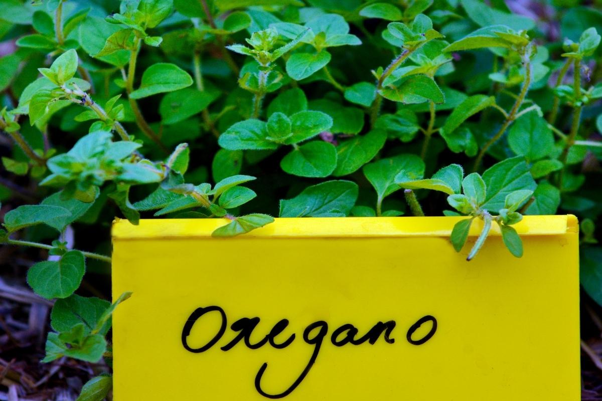 Passo a passo para cultivar temperos deliciosos na sua casa; veja como incrementar a sua horta