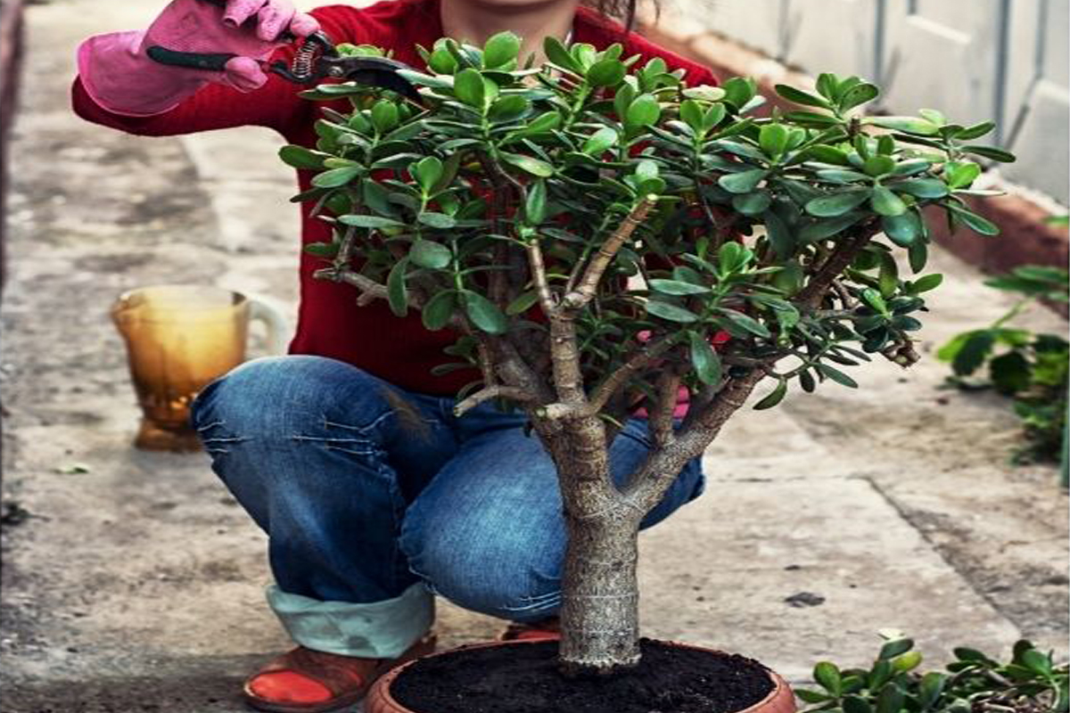 Como fazer poda de Jade