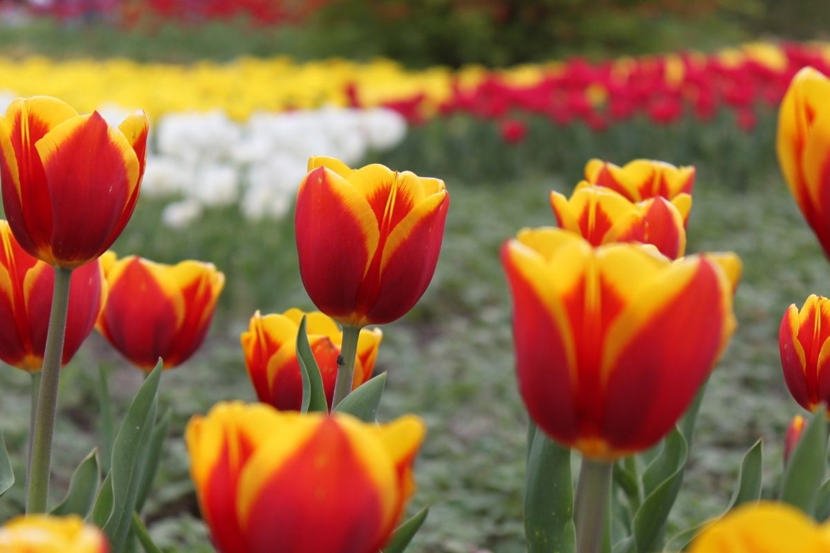 Tulipas com muitas flores