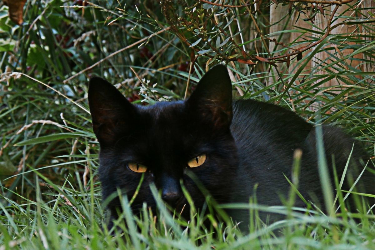 Animais de estimação e plantas