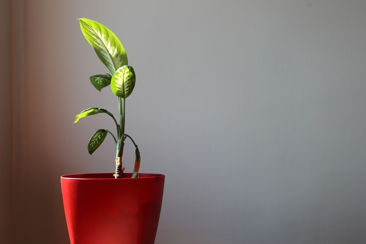 Comigo-ninguém-pode