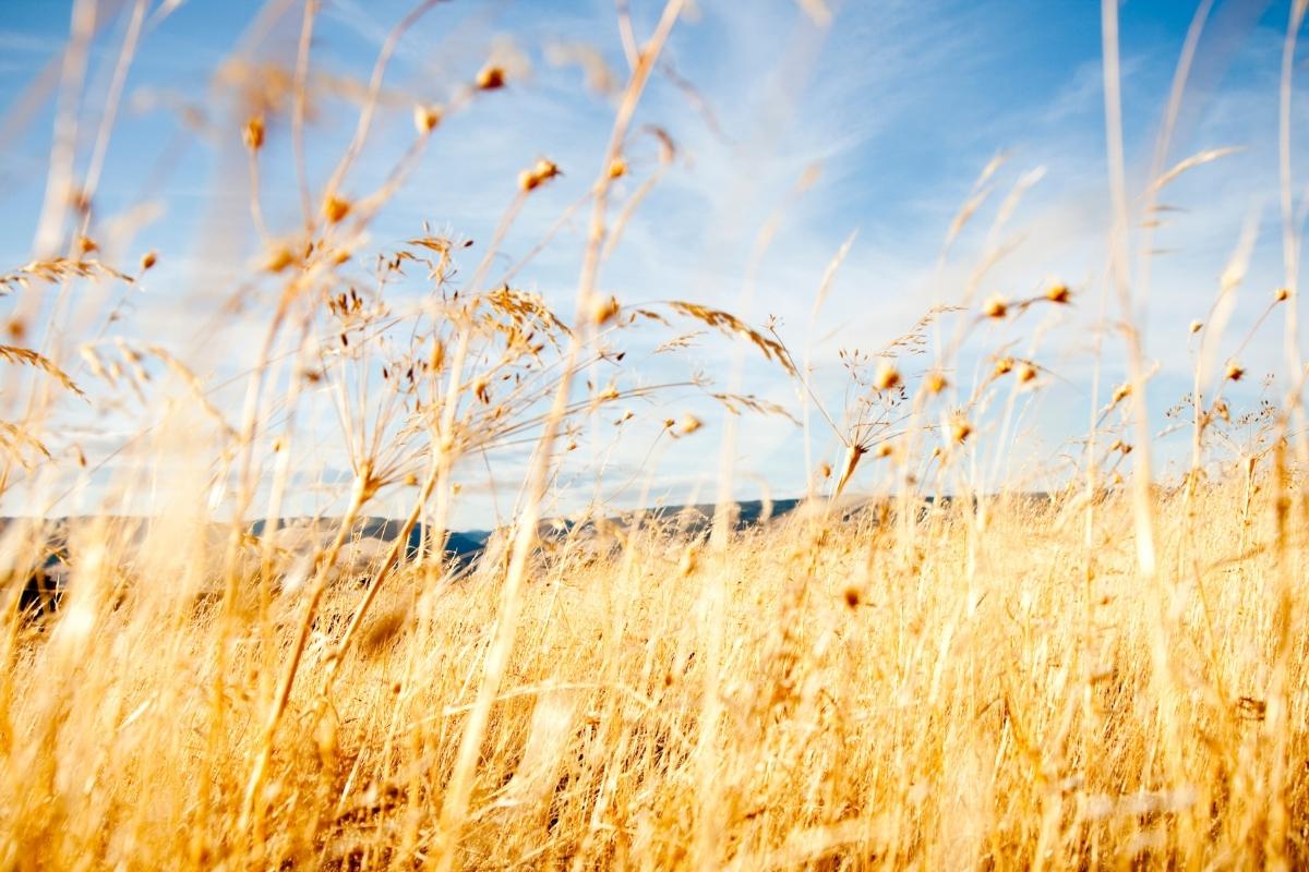 Como cultivar o capim dourado matéria prima valiosa para o cerrado brasileiro