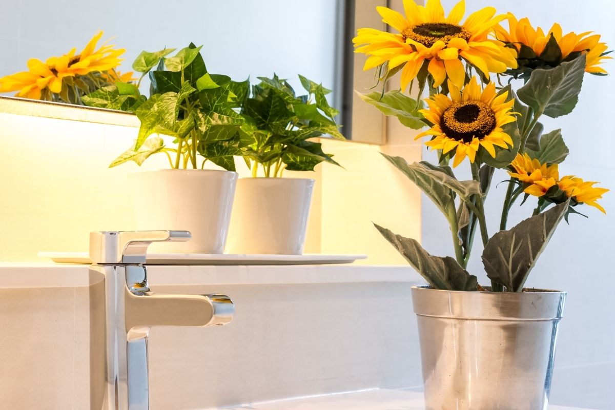 Como cultivar girassol