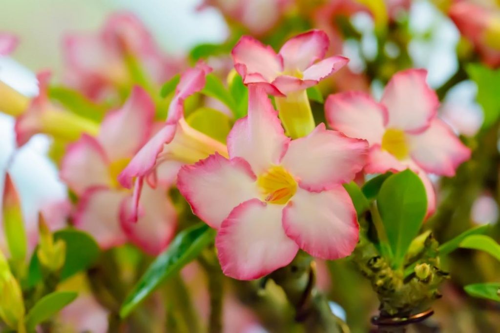 Como Cultivar Rosas Do Deserto E Ter Plantas Exuberantes Em Sua Casa Ou Jardim 8829