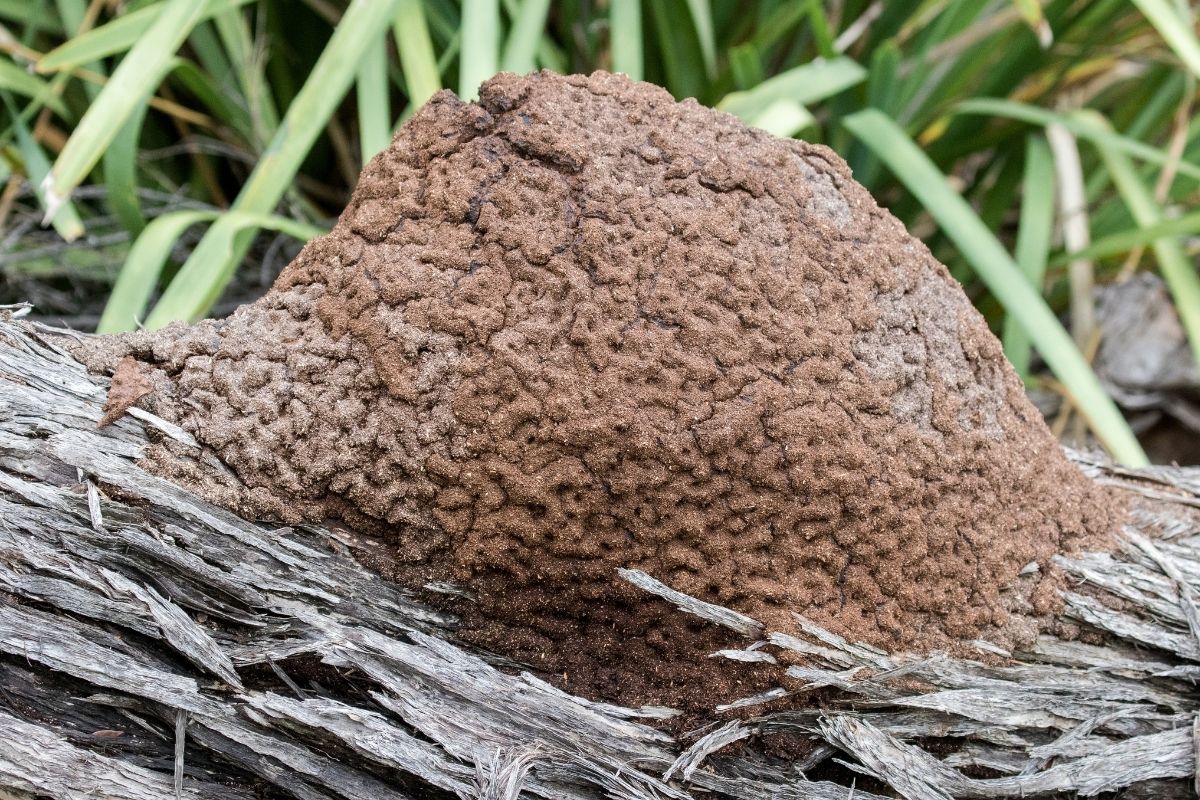 Como eliminar cupins