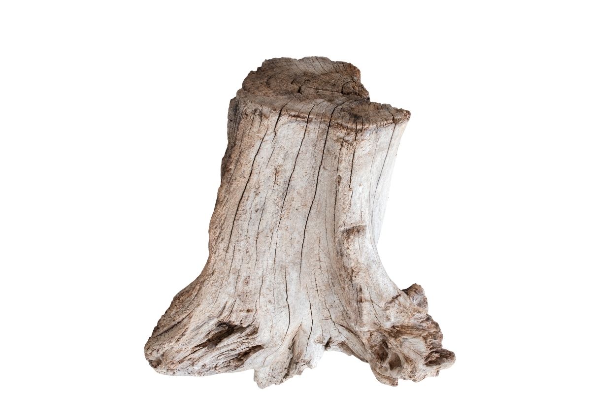 Como fazer enxerto de flor de maio