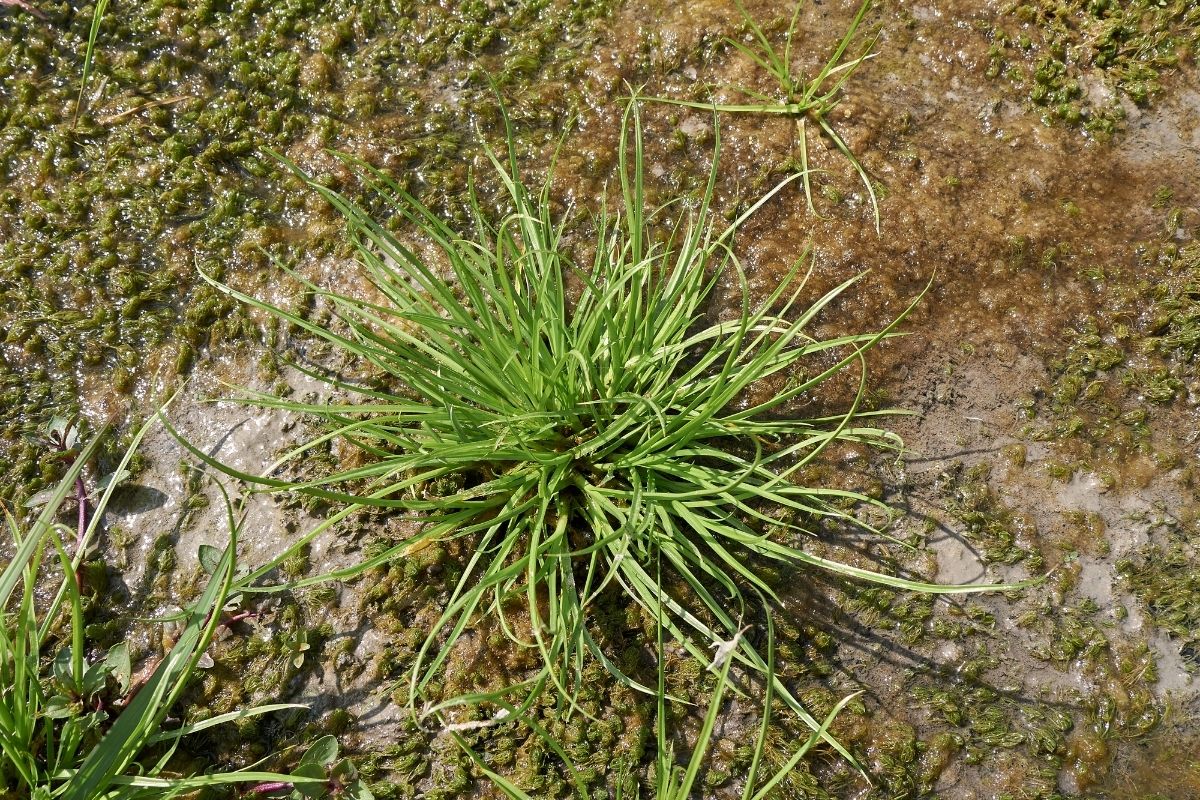 Como fazer um mata mato caseiro