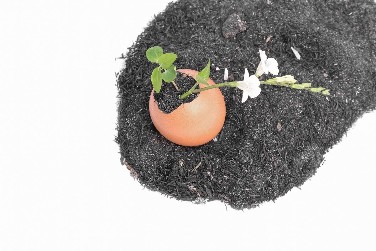 Como plantar semente em casca de ovo