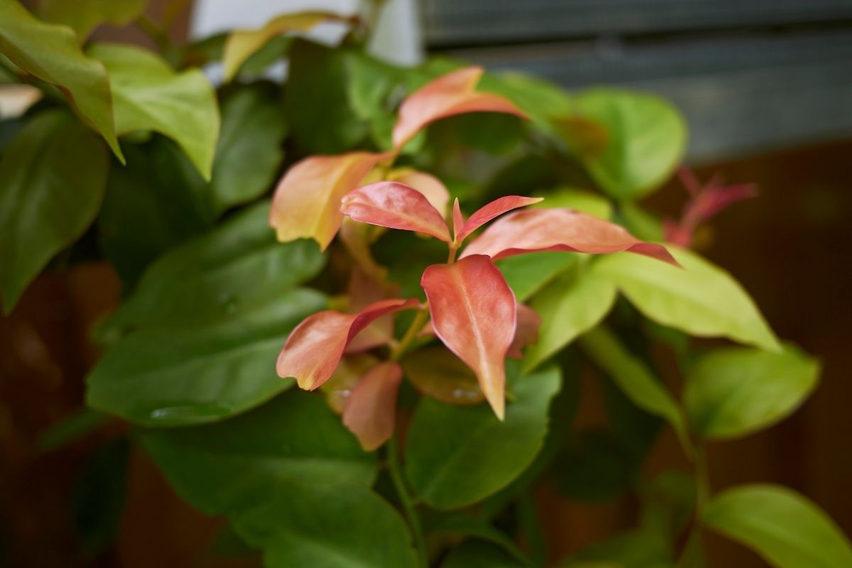 Como reconhecer ora-pro-nóbis