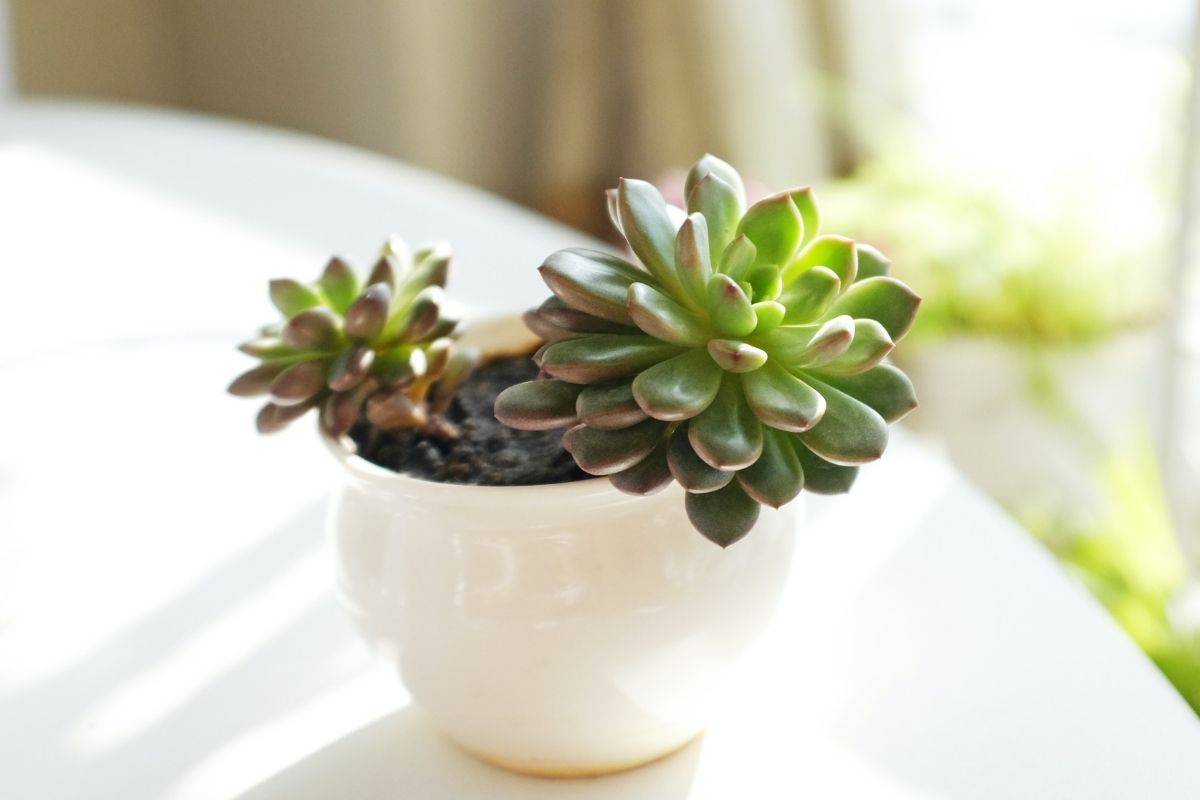 Cuidados essenciais para suas suculentas