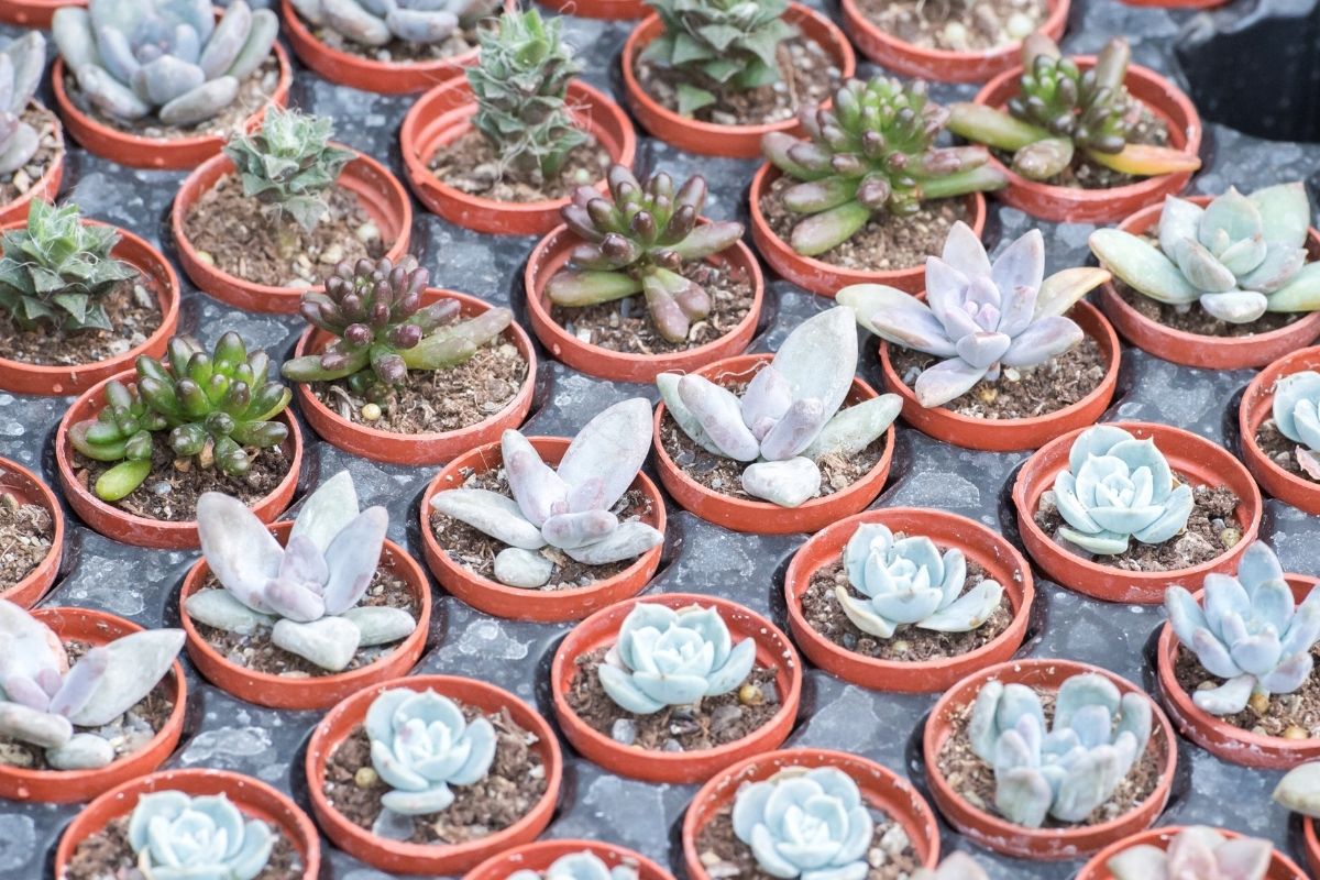 Cuidados essenciais para suas suculentas
