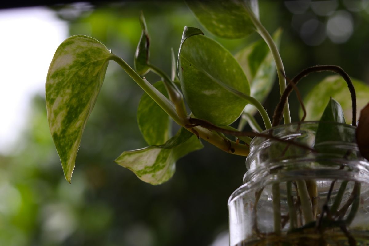 Como cultivar jiboia na água