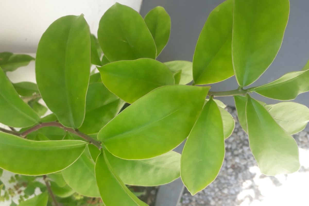 cultivar ora-pro-nóbis - Reprodução Canva