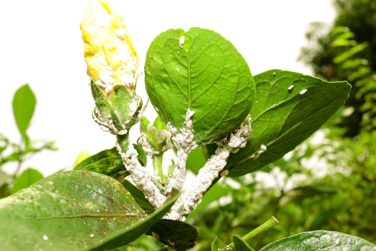 Dar fim em cochonilhas