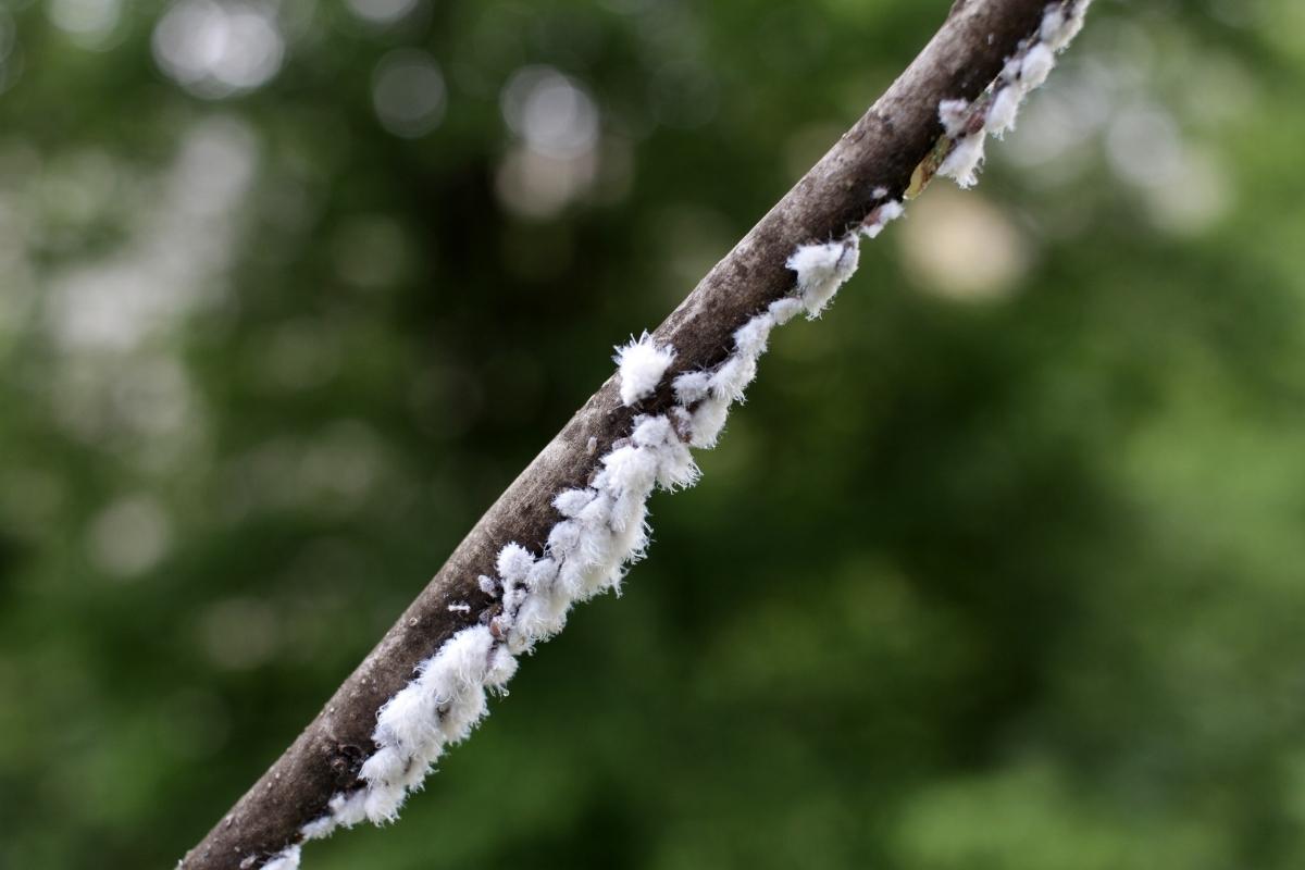 Dar fim em cochonilhas
