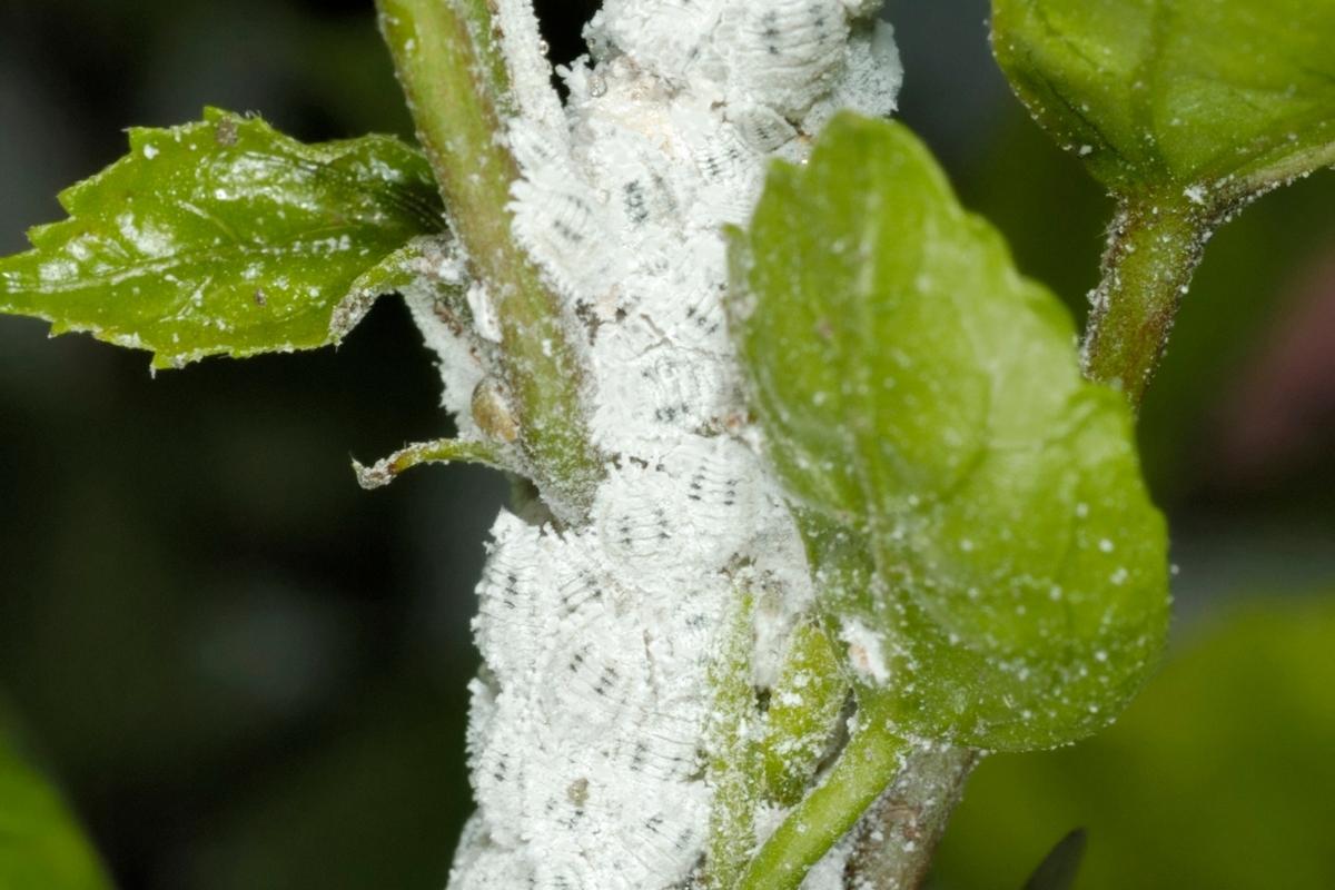 Dar fim em cochonilhas