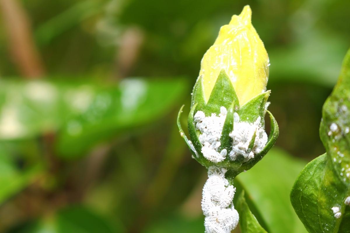 dê adeus às cochonilhas