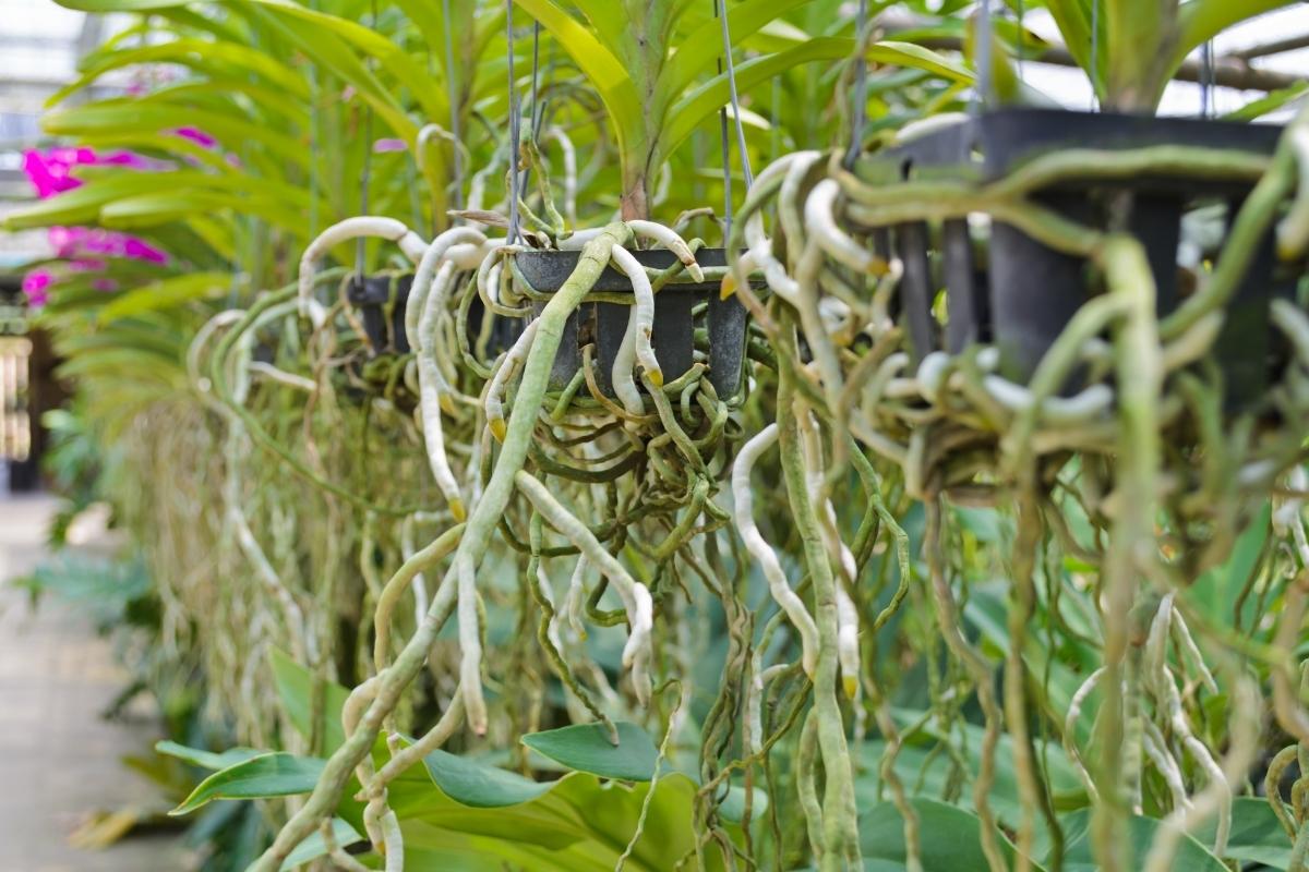 Raízes abundantes nas orquídeas