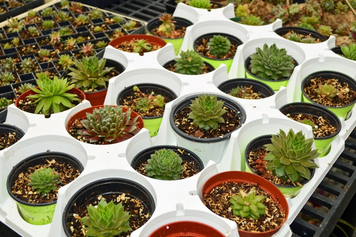 Fazer mudas de suculentas