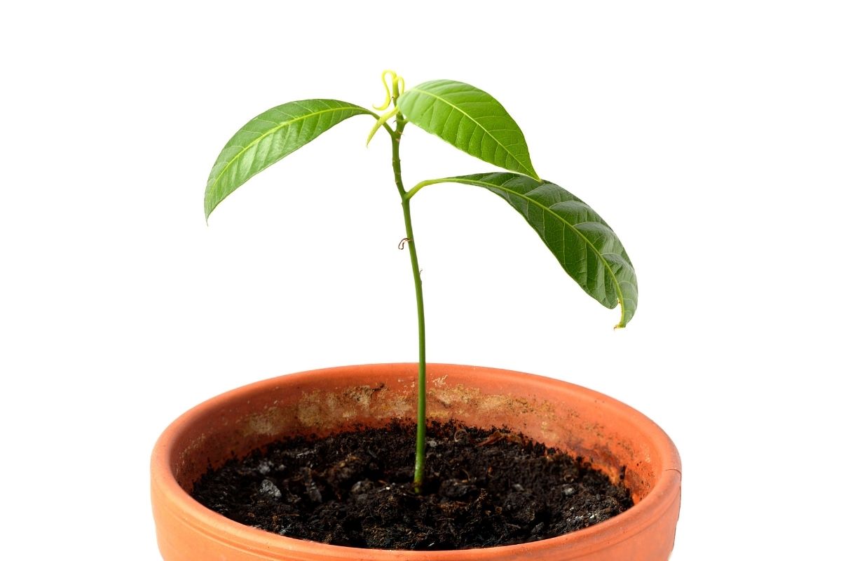 Germinar caroço de manga no vaso