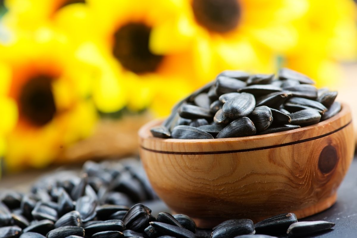 germinar sementes de girassol - Reprodução Canva