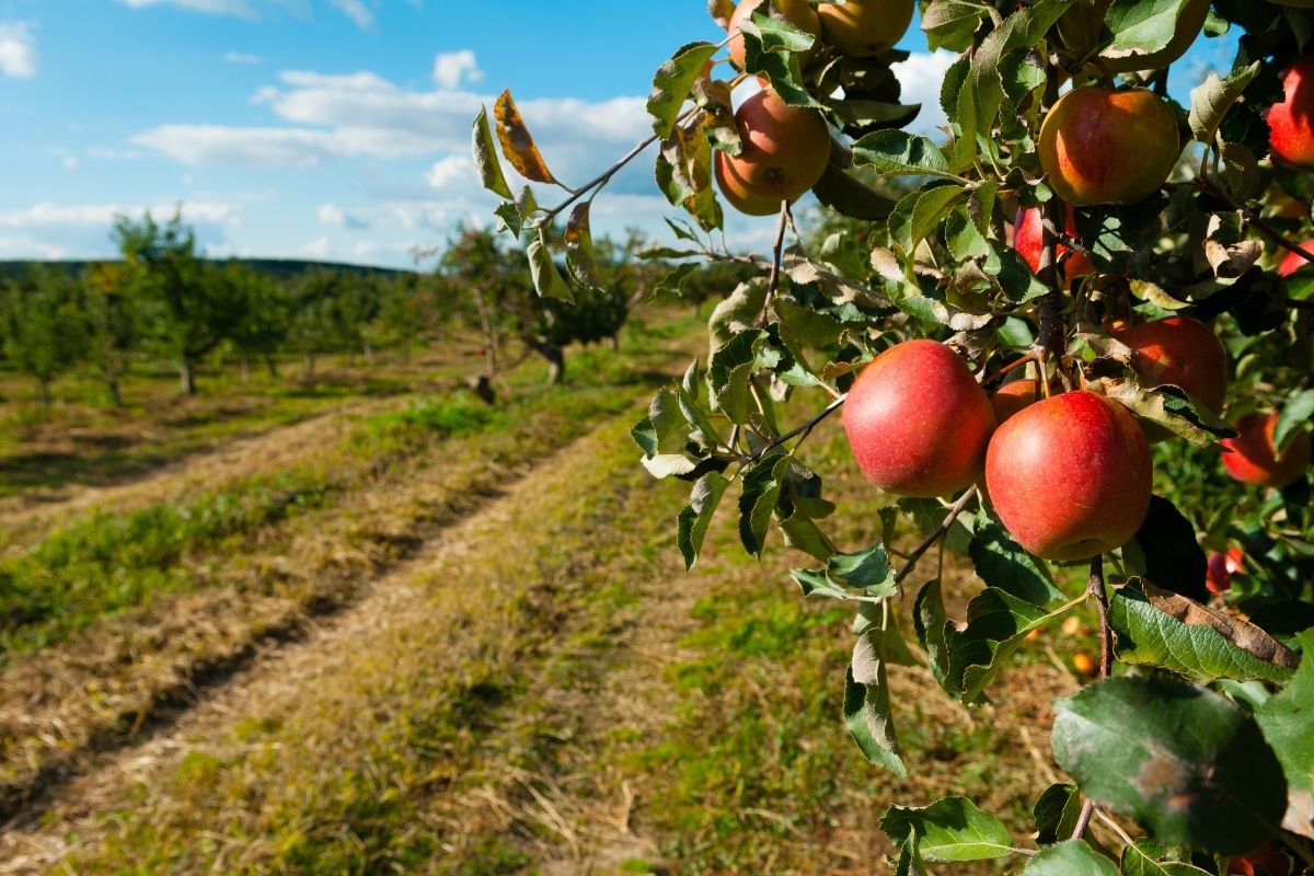 Germinar sementes de maçã