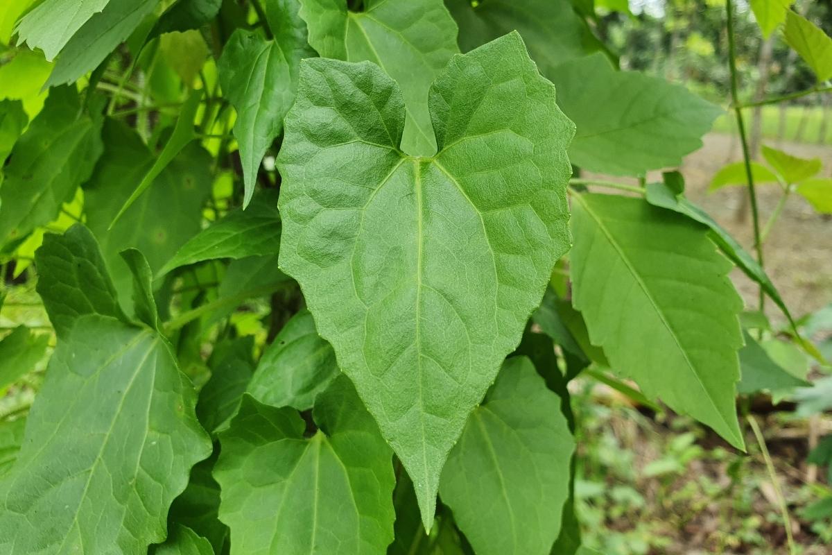 Guaco é lindo e rende um bom chá; veja agora mesmo como cultivá-lo facilmente