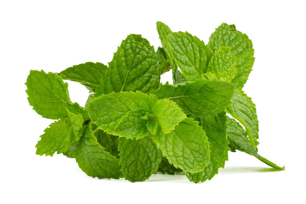 Hortelã não vai para frente