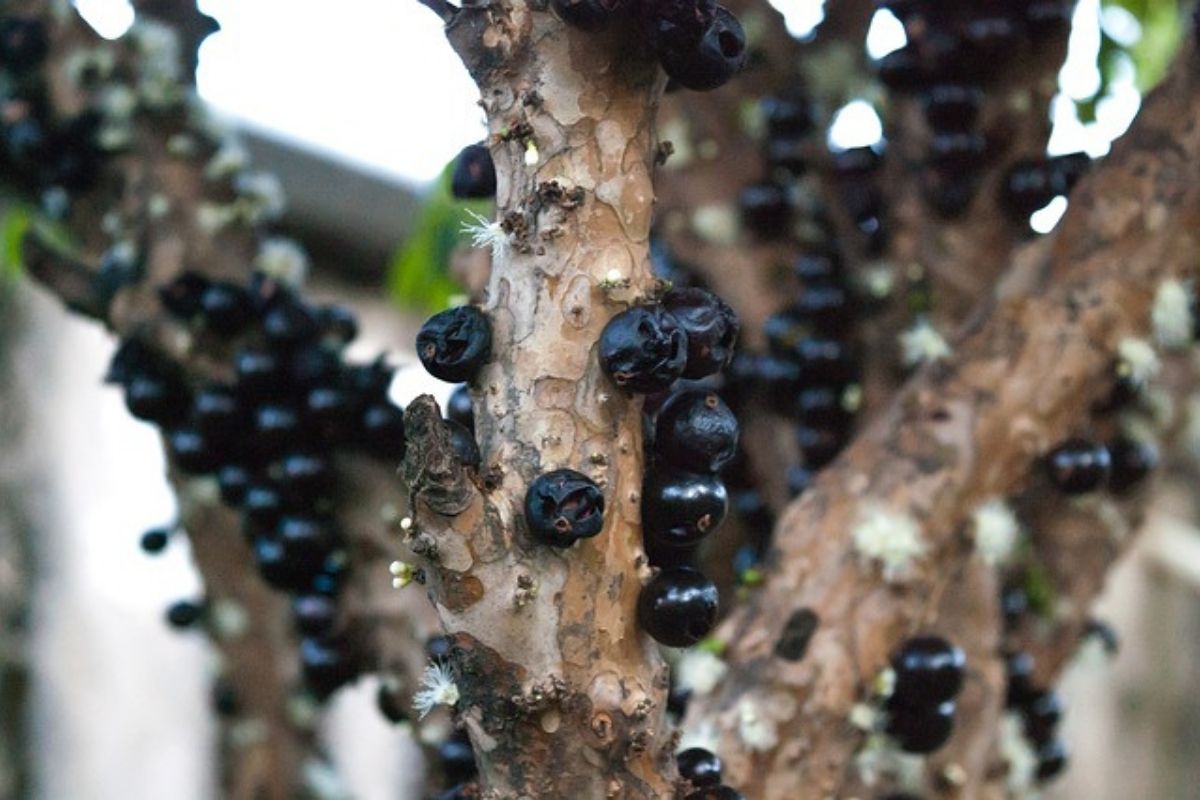 Jabuticaba no vaso; veja passo a passo para ter sucesso| Fonte: Pexels