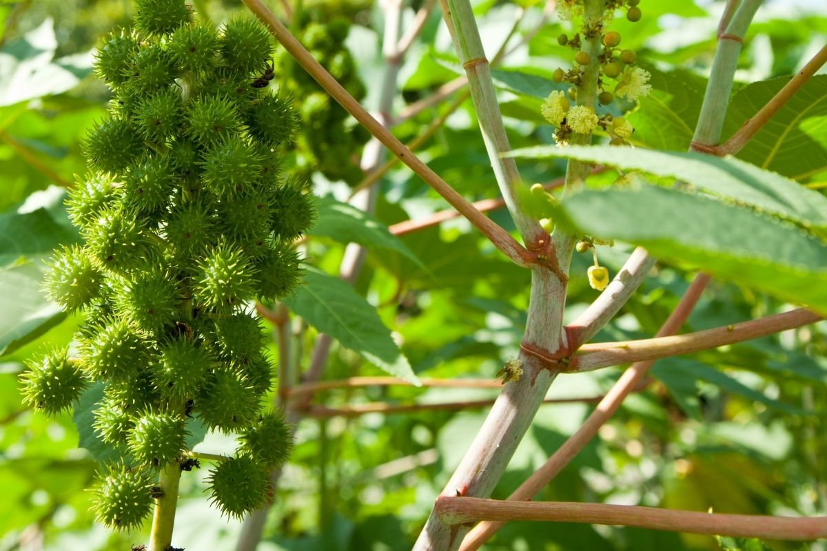 Para o que serve a torta de mamona no jardim